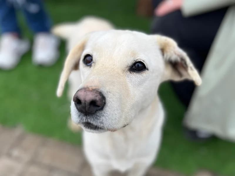 Anja, female Mixed Breed for adoption at Daisy Family Rescue e.V., Germany