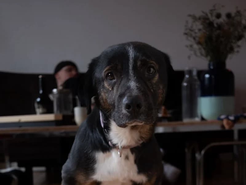 Elian, male Mixed Breed for adoption at Daisy Family Rescue e.V., Germany