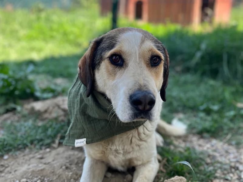 Keks, male Mixed Breed for adoption at Daisy Family Rescue e.V., Germany