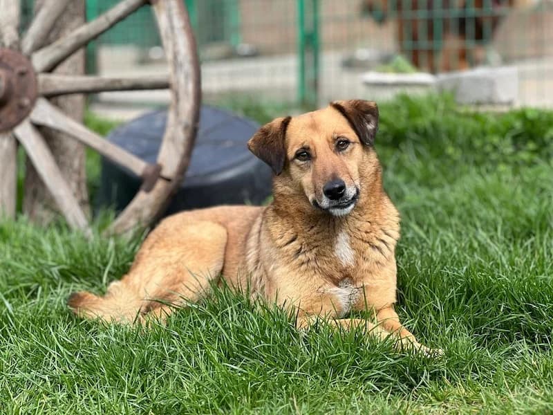 Joe, male Mixed Breed for adoption at Daisy Family Rescue e.V., Germany