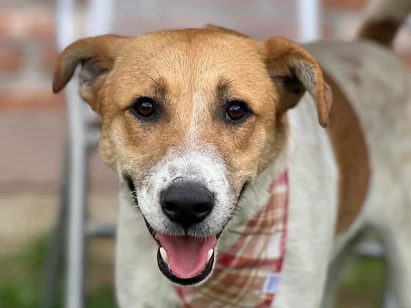 Jackie, male young Mixed Breed for adoption at Daisy Family Rescue e.V., Germany