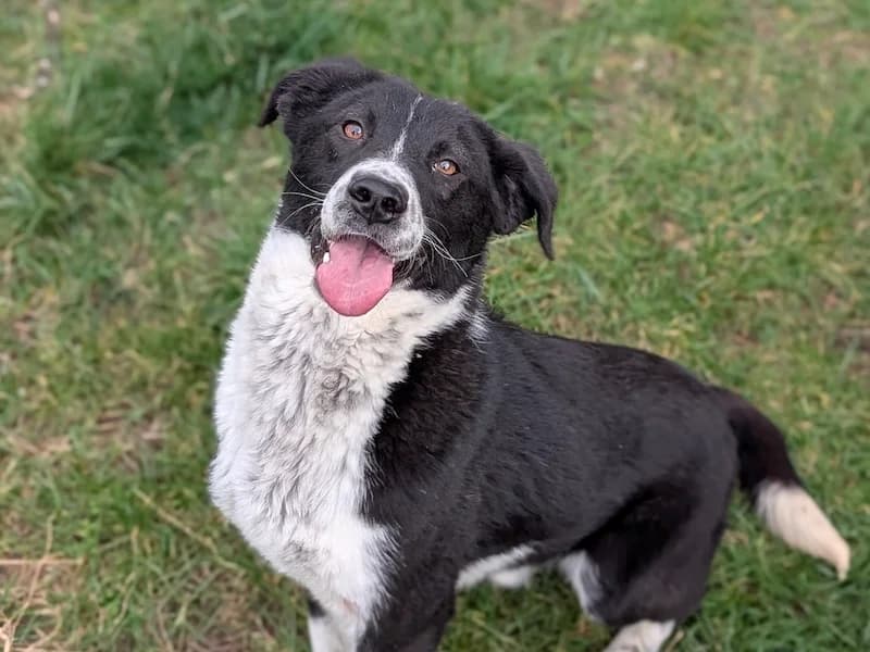 Elton, male puppy Mixed Breed for adoption at Daisy Family Rescue e.V., Germany