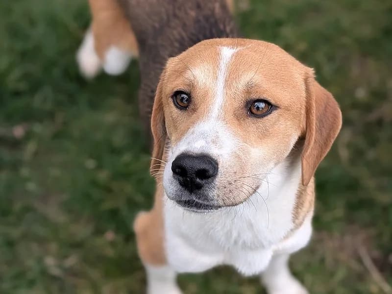 Elvis, male Mixed Breed for adoption at Daisy Family Rescue e.V., Germany