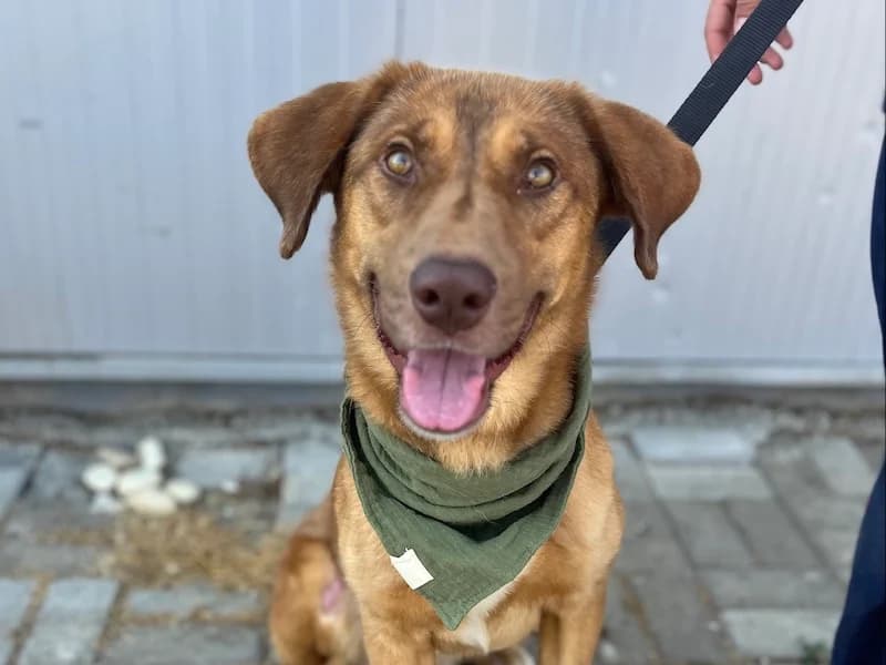 Otto, male Mixed Breed for adoption at Daisy Family Rescue e.V., Germany