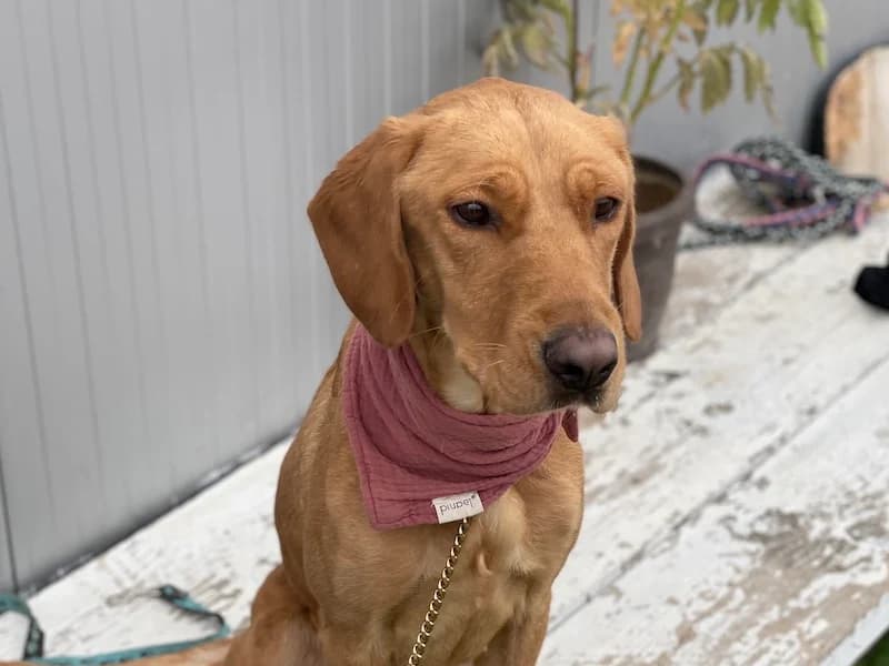 Pepita,  Mixed Breed for adoption at Daisy Family Rescue e.V., Germany