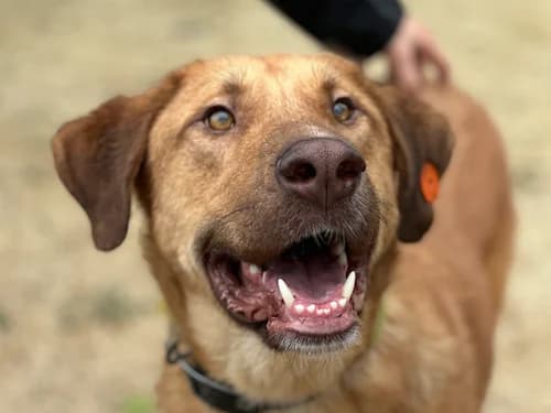 Aldo, male Mixed Breed for adoption at Daisy Family Rescue e.V., Germany