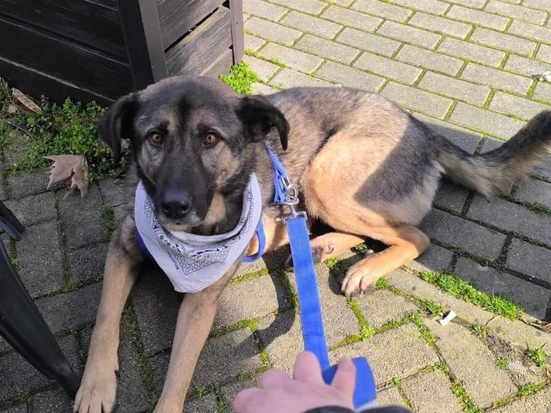 Butch, male Mixed Breed for adoption at Daisy Family Rescue e.V., Germany