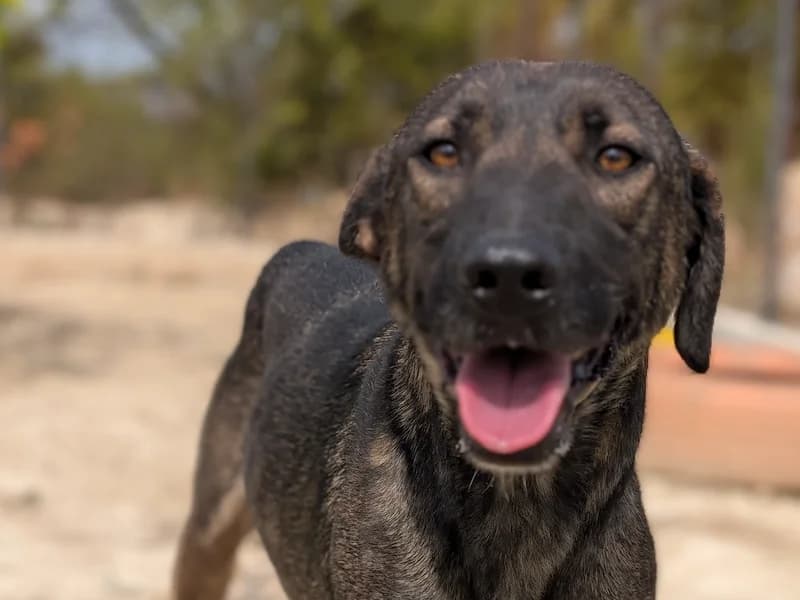 Duke, male Mixed Breed for adoption at Daisy Family Rescue e.V., Germany