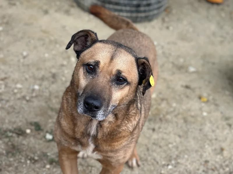 Remi, male Mixed Breed for adoption at Daisy Family Rescue e.V., Germany