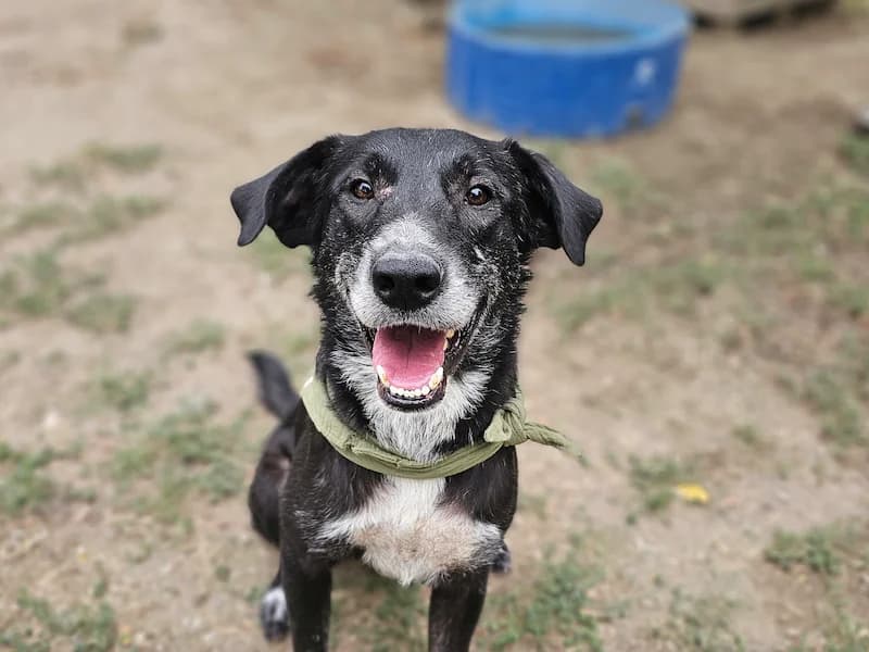 Spiky, male Mixed Breed for adoption at Daisy Family Rescue e.V., Germany