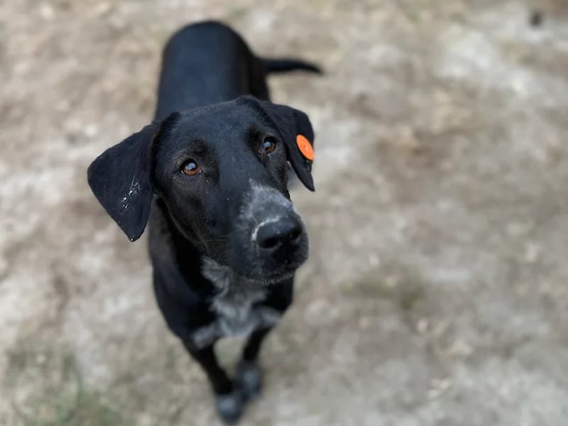 Nadja, female Mixed Breed for adoption at Daisy Family Rescue e.V., Germany