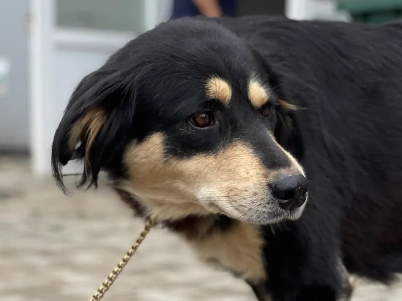 Luna, female Mixed Breed for adoption at Daisy Family Rescue e.V., Germany