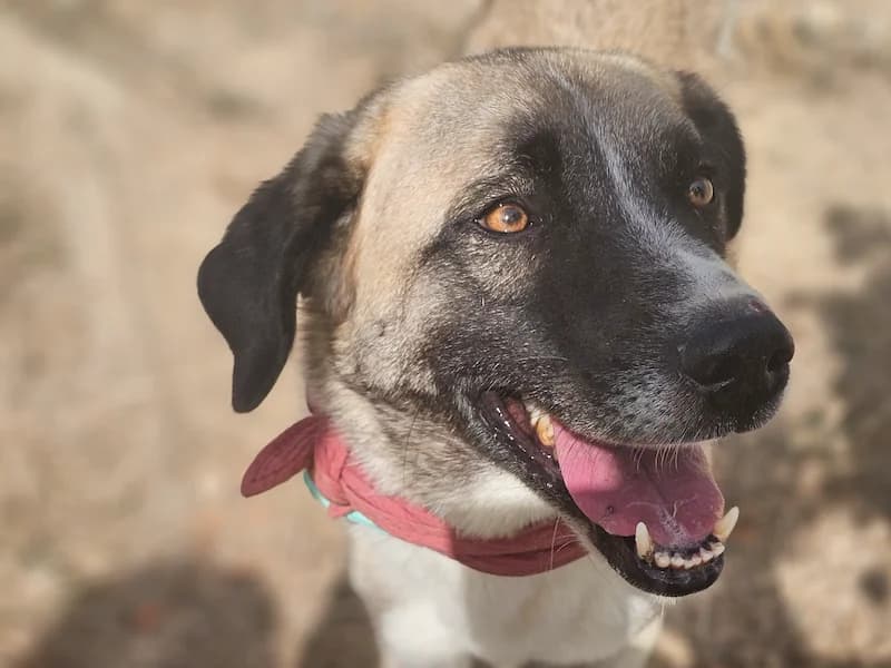 Bjanka, female Mixed Breed for adoption at Daisy Family Rescue e.V., Germany