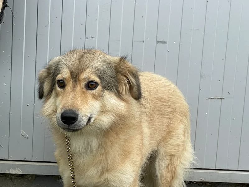 Mogli, male Mixed Breed for adoption at Daisy Family Rescue e.V., Germany
