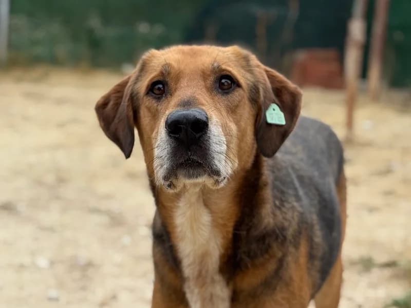 Dare, male Mixed Breed for adoption at Daisy Family Rescue e.V., Germany