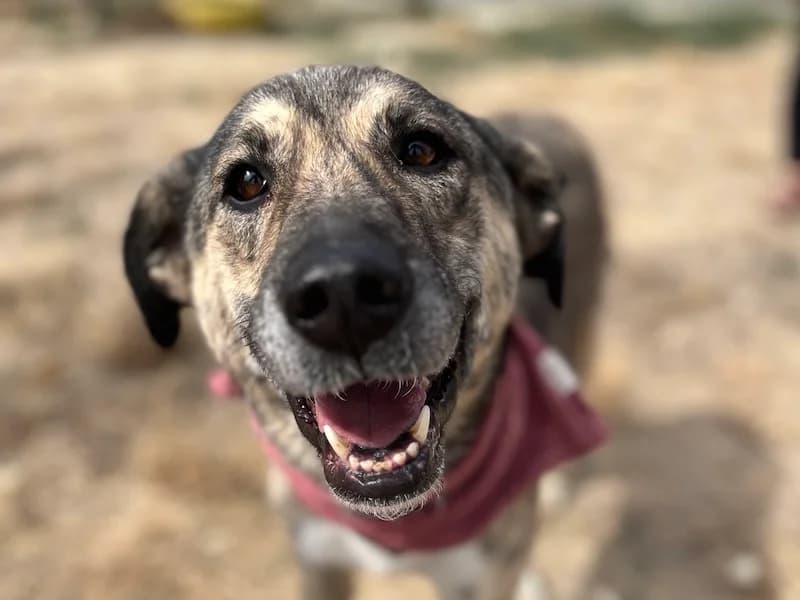 Didi, female Mixed Breed for adoption at Daisy Family Rescue e.V., Germany