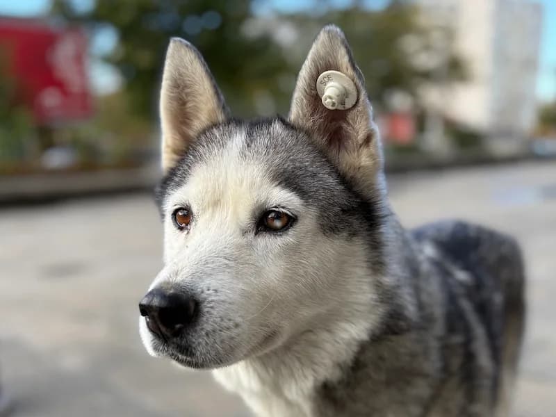 Kaja, female Mixed Breed for adoption at Daisy Family Rescue e.V., Germany