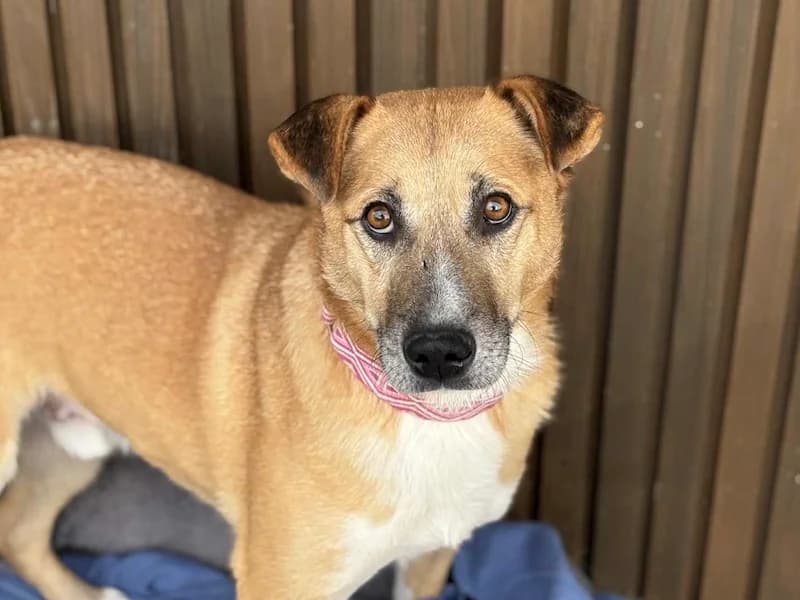 Olli, male Mixed Breed for adoption at Daisy Family Rescue e.V., Germany