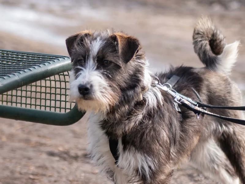 Nika, female young Mixed Breed for adoption at Daisy Family Rescue e.V., Germany