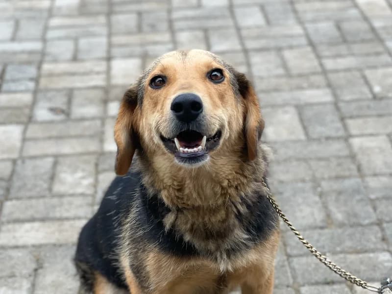Dafne, female Mixed Breed for adoption at Daisy Family Rescue e.V., Germany