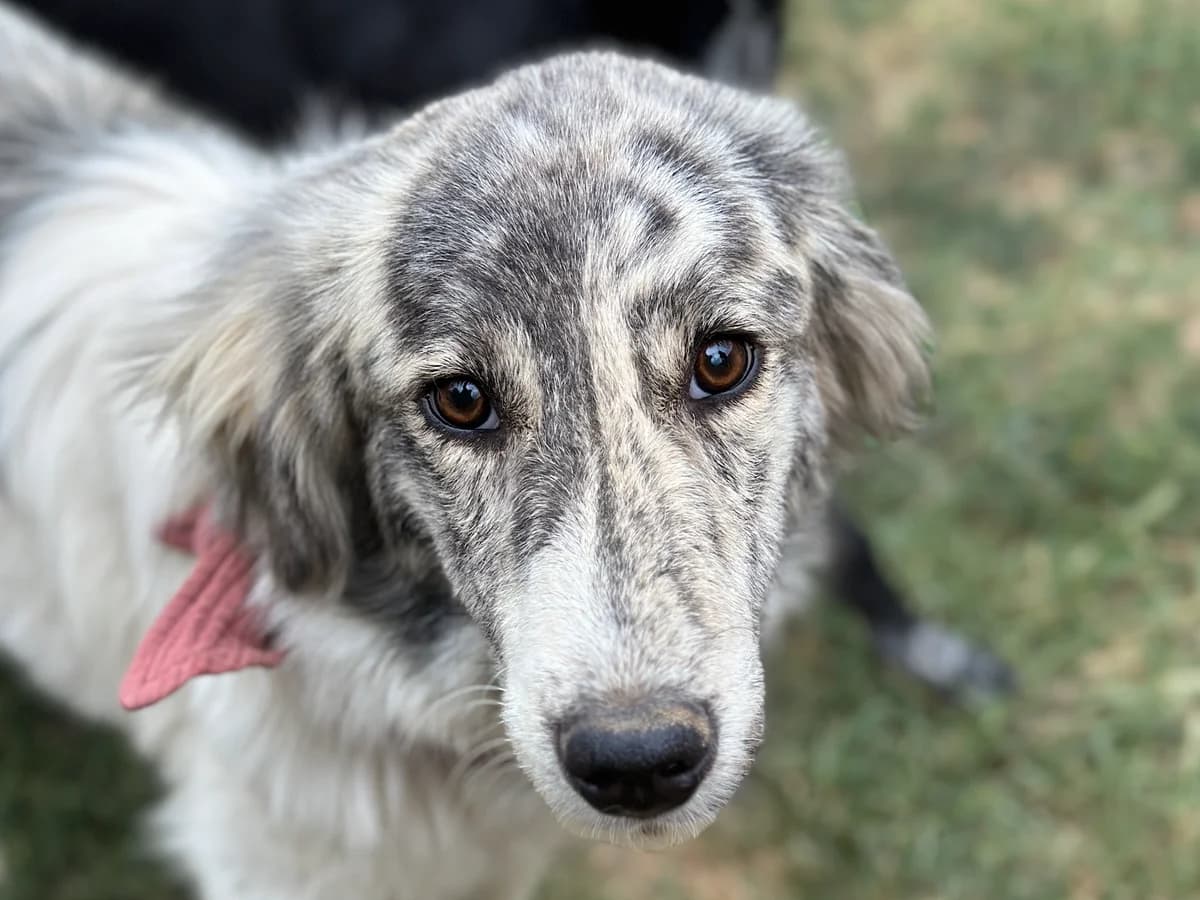 Moni, female Mixed Breed for adoption at Daisy Family Rescue e.V., Germany