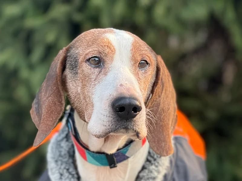 Manou, male Mixed Breed for adoption at Daisy Family Rescue e.V., Germany
