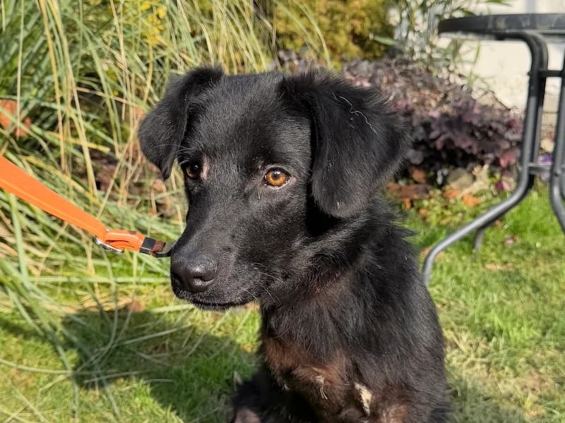 Kaino, male young Mixed Breed for adoption at Daisy Family Rescue e.V., Germany