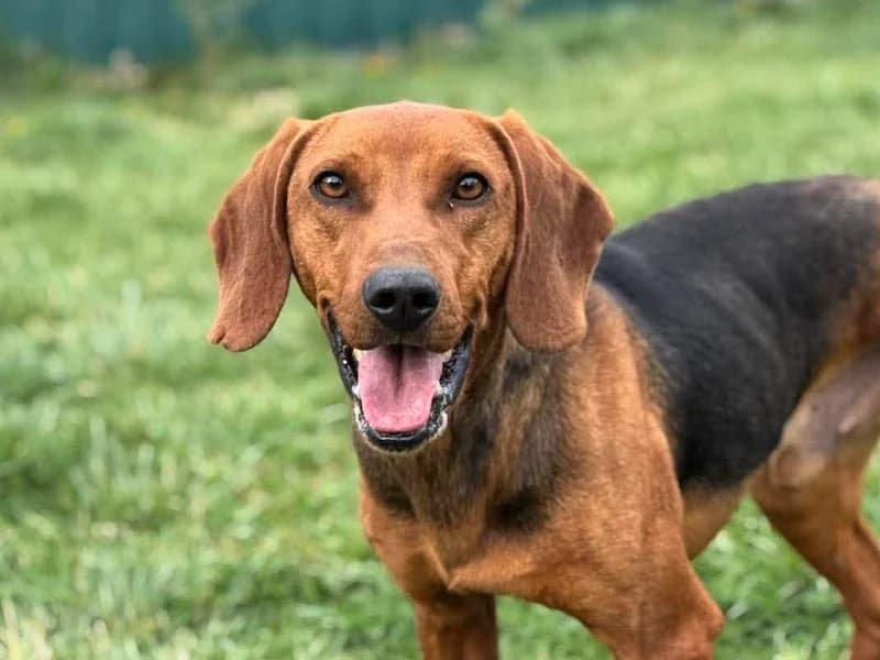 Maki, male Mixed Breed for adoption at Daisy Family Rescue e.V., Germany