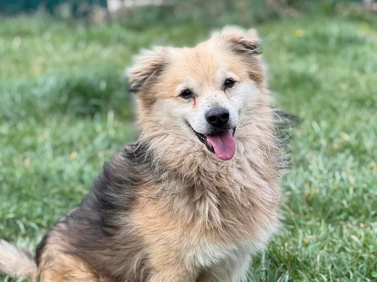 Pepe, male Mixed Breed for adoption at Daisy Family Rescue e.V., Germany