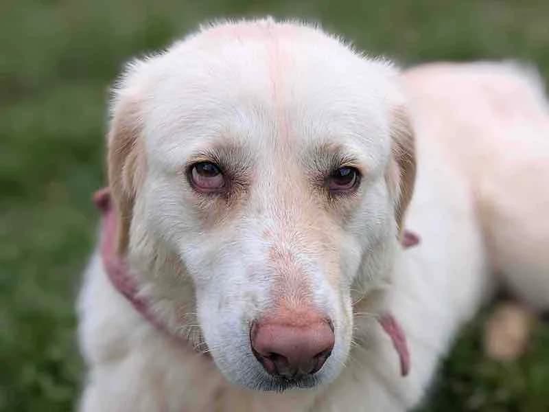 Leia, female Mixed Breed for adoption at Daisy Family Rescue e.V., Germany