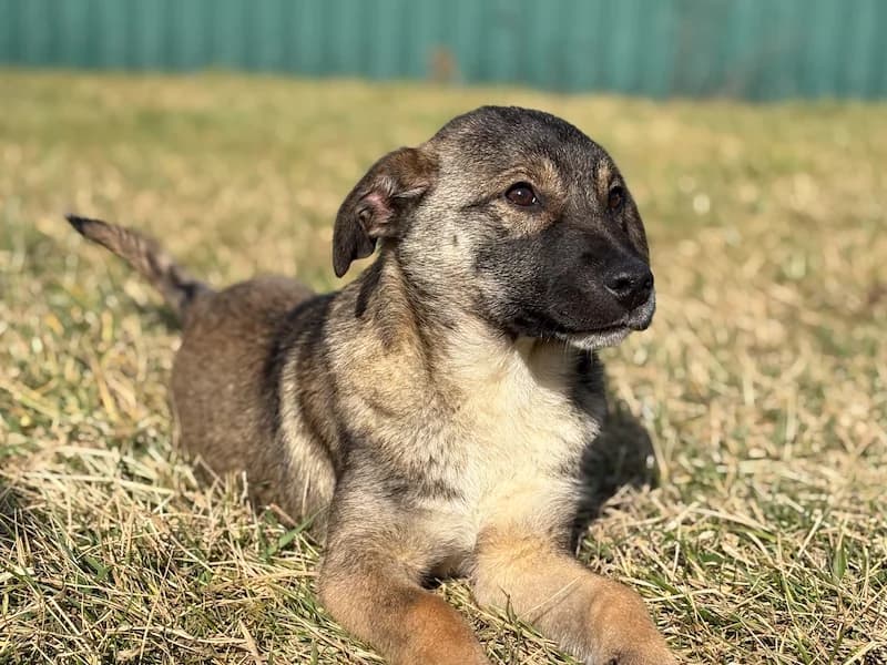 Emmi, female puppy Mixed Breed for adoption at Daisy Family Rescue e.V., Germany