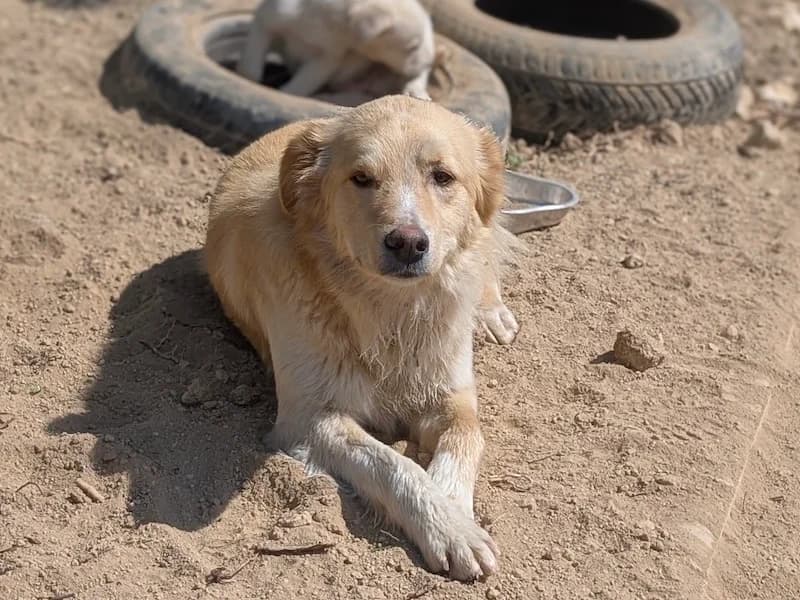 Pako, male Mixed Breed for adoption at Daisy Family Rescue e.V., Germany