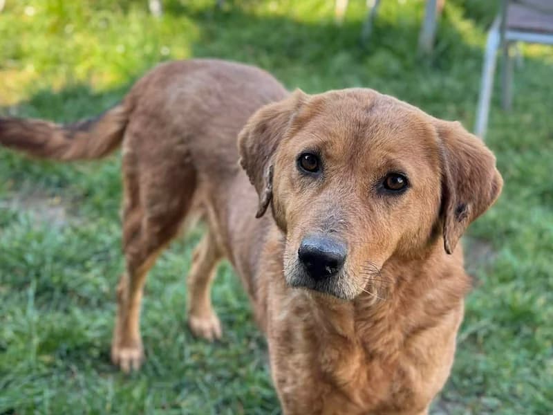 Heidi, female Mixed Breed for adoption at Daisy Family Rescue e.V., Germany