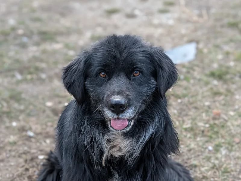Timo, male Mixed Breed for adoption at Daisy Family Rescue e.V., Germany