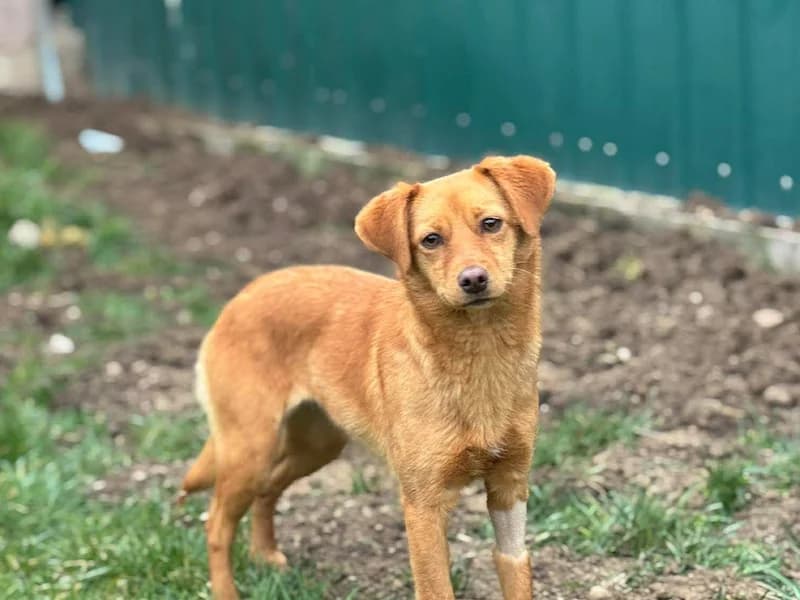 Dori, female young Mixed Breed for adoption at Daisy Family Rescue e.V., Germany