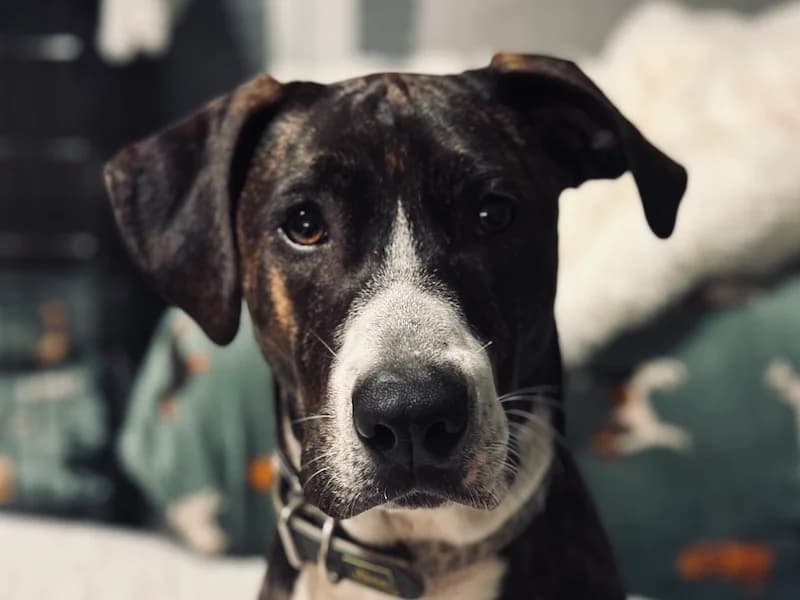 Joker, male young Mixed Breed for adoption at Daisy Family Rescue e.V., Germany