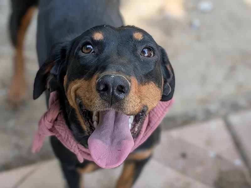 Jette, female Mixed Breed for adoption at Daisy Family Rescue e.V., Germany
