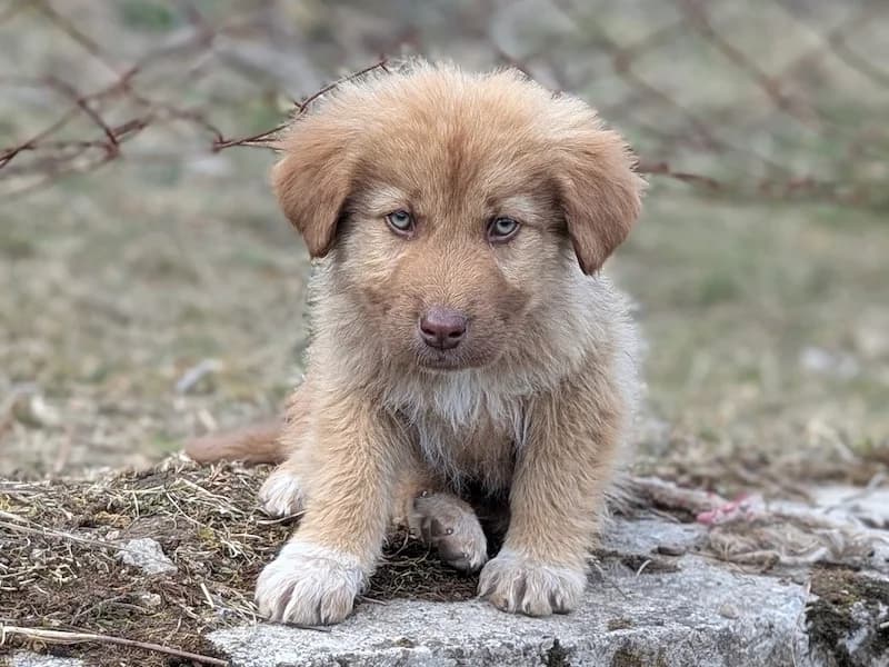 Wolle, male puppy Mixed Breed for adoption at Daisy Family Rescue e.V., Germany