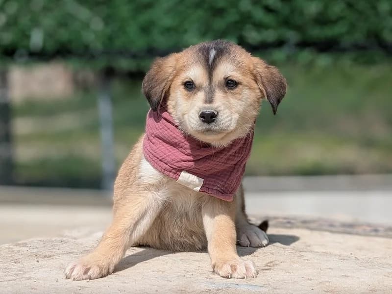 Millie, female puppy Mixed Breed for adoption at Daisy Family Rescue e.V., Germany