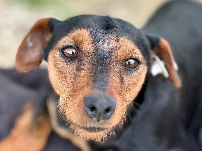 Mia, female young Mixed Breed for adoption at Daisy Family Rescue e.V., Germany