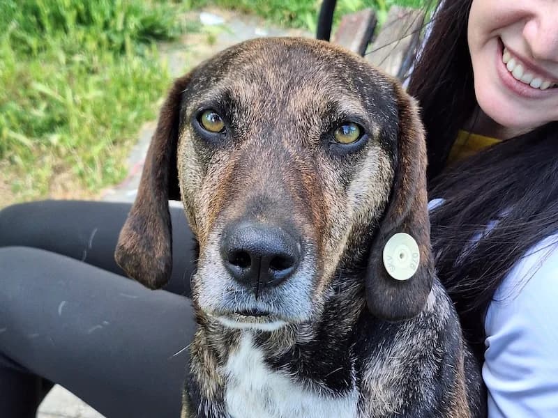 Schoko, male Mixed Breed for adoption at Daisy Family Rescue e.V., Germany
