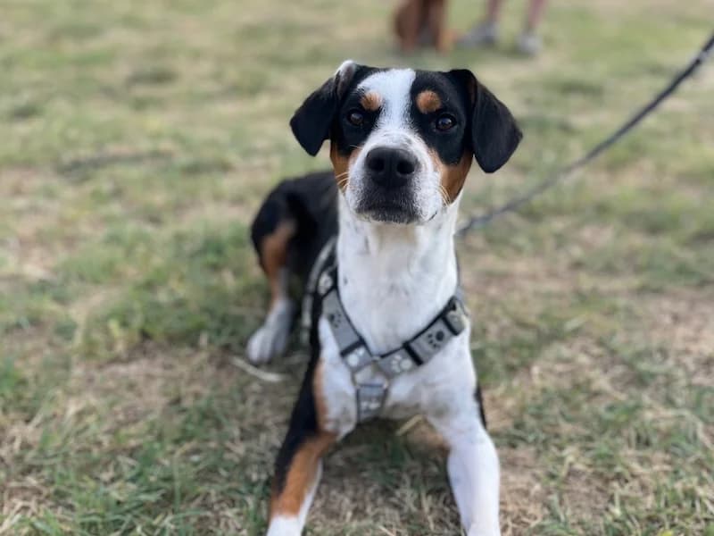 Chaki, male young Mixed Breed for adoption at Daisy Family Rescue e.V., Germany