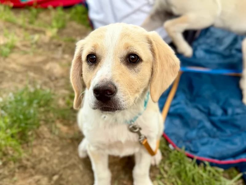 Nala, female puppy Mixed Breed for adoption at Daisy Family Rescue e.V., Germany