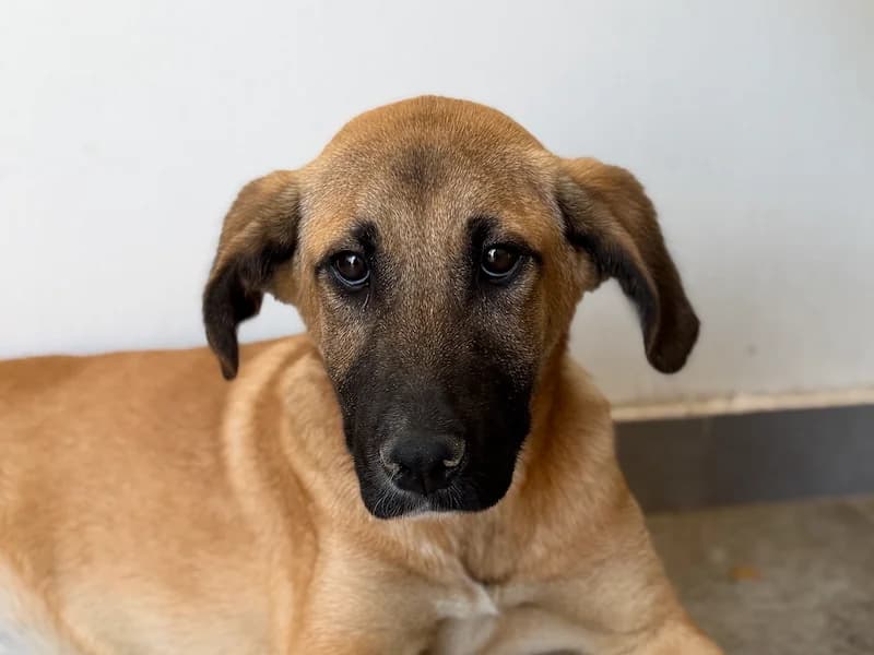 Lana, female young Mixed Breed for adoption at Daisy Family Rescue e.V., Germany