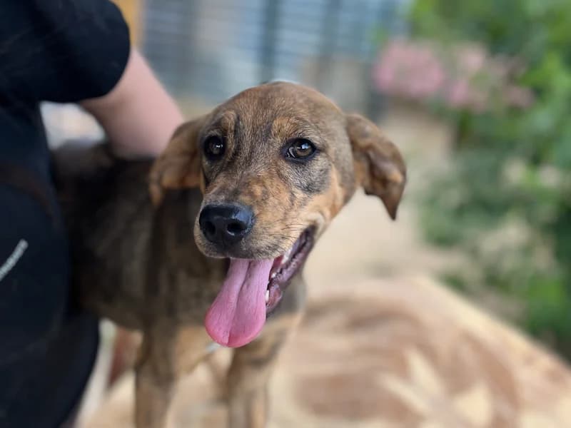 Nani, female young Mixed Breed for adoption at Daisy Family Rescue e.V., Germany
