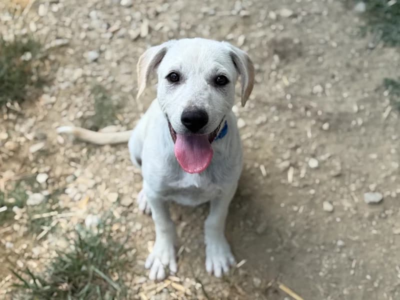 Leo, male young Mixed Breed for adoption at Daisy Family Rescue e.V., Germany