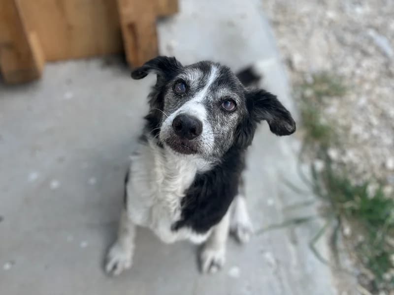 Mika, female senior Mixed Breed for adoption at Daisy Family Rescue e.V., Germany