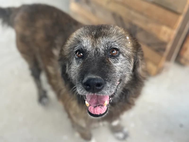 Sultan, male senior Mixed Breed for adoption at Daisy Family Rescue e.V., Germany