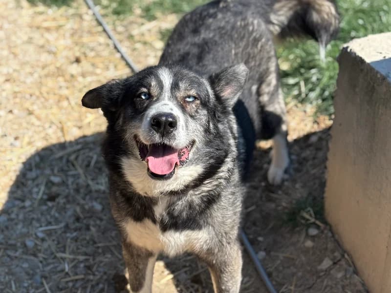 Alex, male senior Mixed Breed for adoption at Daisy Family Rescue e.V., Germany