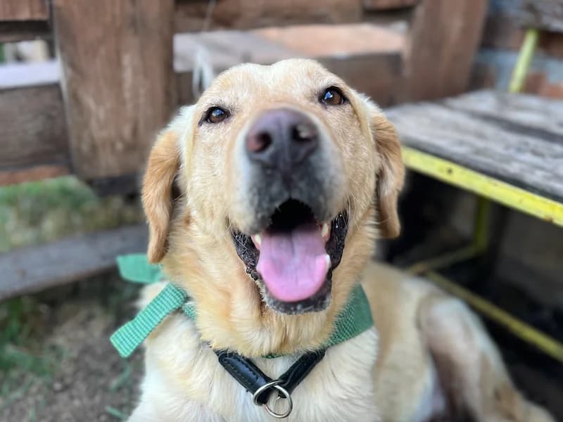 Aron, male Mixed Breed for adoption at Daisy Family Rescue e.V., Germany